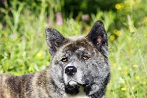 Akita Prints: AKITA AMERICAIN. GREAT JAPANESE DOG