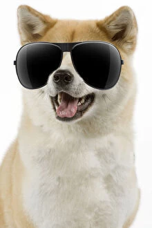 Akita Dog, wearing sunglasses mouth open