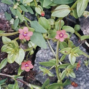AL-258 Scarlet Pimpernel Flower