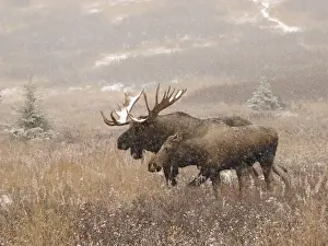 Alaksan Moose - bull & cow in snowfall - Alaska - USA