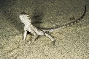 Images Dated 1st March 2010: Alarmed small Agamid lizard - during feeding at dusk - typical in sand dunes of Central Karakum