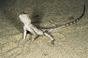 Images Dated 1st March 2010: Alarmed small Agamid lizard - during feeding at dusk - typical in sand dunes of Central Karakum desert