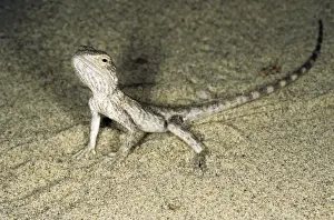Kara Kum Prints: Alarmed small Agamid lizard - during feeding at dusk - typical in sand dunes of Central Karakum desert - summer