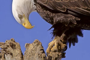 Images Dated 29th November 2010: Alaska, Bald Eagle, Haliaeetus leucocephalus