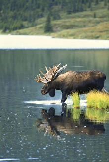 Alaska, Interior Alaska, Denali National