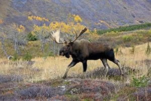 Alces Gallery: Alaska Moose in rutting season