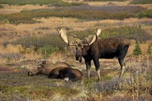 Images Dated 28th September 2014: Alaska Moose in rutting season