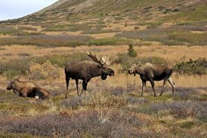 Images Dated 28th September 2014: Alaska Moose in rutting season