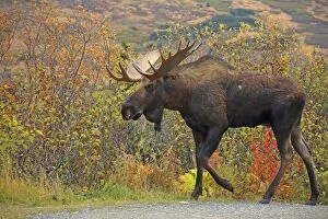 Images Dated 30th September 2014: Alaska Moose in rutting season