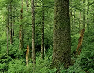 Scenics Prints: Alaska - Old growth sitka spruce tree in Tongass National Forest SX501