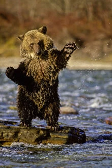 Front Gallery: Alaska, USA, Grizzly Bear, Ursus arctos