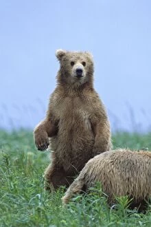 Images Dated 1st July 2010: Alaskan Brown Bear - 2 year old cub - Katmai National Park