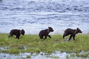 Images Dated 1st July 2010: Alaskan Brown Bear - 3 month old cubs