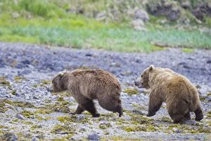 Images Dated 12th June 2007: Alaskan Brown Bear
