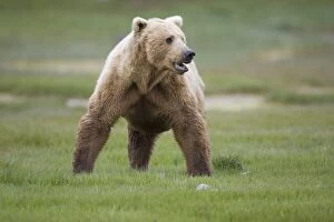 Images Dated 10th June 2007: Alaskan Brown Bear