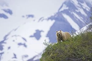 Images Dated 12th June 2007: Alaskan Brown Bear
