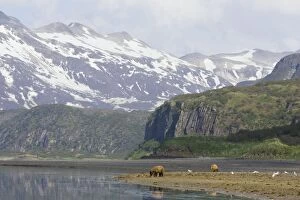 Images Dated 16th June 2007: Alaskan Brown Bear