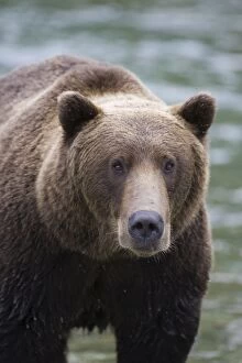 Images Dated 25th August 2005: Alaskan Brown Bear