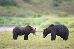 Images Dated 28th August 2005: Alaskan Brown Bear