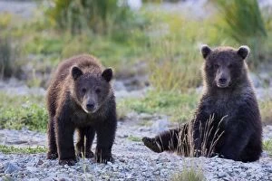 Images Dated 26th August 2005: Alaskan Brown Bear - 6-8 month old cubs Katmai National Park, Alaska