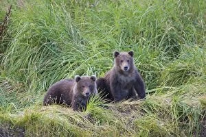 Alaskan Brown Bear - 6-8 month old cubs sitting in tall grass