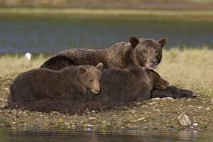 Images Dated 26th August 2005: Alaskan Brown Bear - adult with young