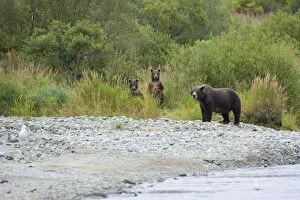 Images Dated 25th August 2005: Alaskan Brown Bear - adult with young
