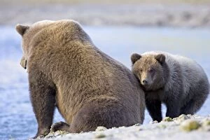 Images Dated 30th August 2005: Alaskan Brown Bear - adult with young