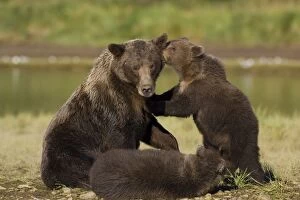 Images Dated 26th August 2005: Alaskan Brown Bear - adult with young