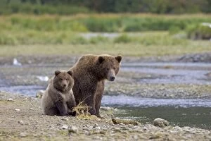 Images Dated 30th August 2005: Alaskan Brown Bear - adult with young - Katmai National Park, AK