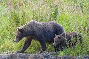 Alaskan Brown Bear - adult with young walking in high grass