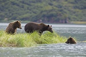 Images Dated 24th August 2005: Alaskan Brown Bear - adult with young by water