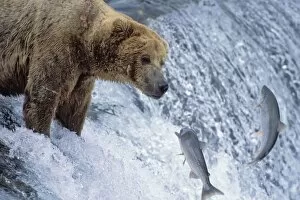 Images Dated 1st July 2010: Alaskan Brown Bear - catching salmon on Brooks Falls