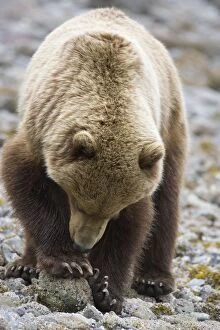 Images Dated 12th June 2007: Alaskan Brown Bear - clamming