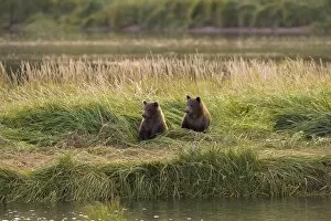 Alaskan Brown Bear - cubs sitting in tall grass by waters edge