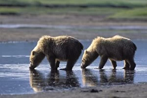 Images Dated 7th July 2010: Alaskan Brown Bear - drinking water