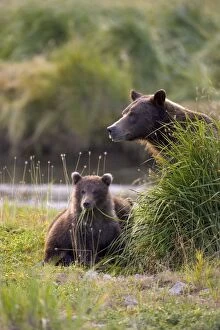 Images Dated 26th August 2005: Alaskan Brown Bear - eating grass - Katmai National Park, AK