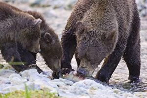 Images Dated 26th August 2005: Alaskan Brown Bear - feeding on fish