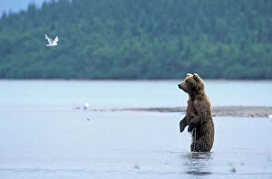 Wading Collection: Alaskan Brown Bear - female fishing Katmai National Park, Alaska