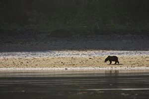 Alaskan Brown Bear - Katmai National Park