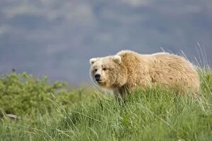 Images Dated 20th June 2007: Alaskan Brown Bear - Katmai National Park - AK