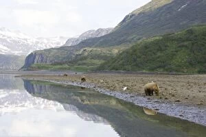 Images Dated 16th June 2007: Alaskan Brown Bear - Katmai National Park - AK