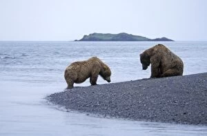 Images Dated 1st July 2010: Alaskan Brown Bear - large male traps female on shore during courtship
