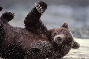 Alaskan Brown Bear - lying on side