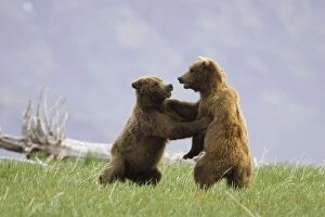 Images Dated 10th June 2007: Alaskan Brown Bear - males sparring