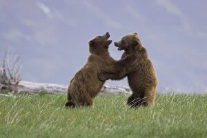 Alaskan Brown Bear - males sparring