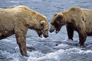 Images Dated 1st July 2010: Alaskan Brown Bear - two males sparring on river