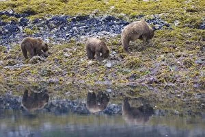 Images Dated 13th June 2007: Alaskan Brown Bear - mother and 1. 5 year old cub digging for clams - Katmai National Park - AK