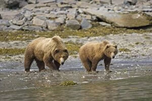 Alaskan Brown Bear - mother and 1.5 year old cub digging for clams