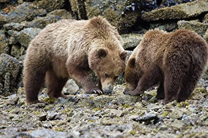 Images Dated 13th June 2007: Alaskan Brown Bear - mother and 2yr old cub